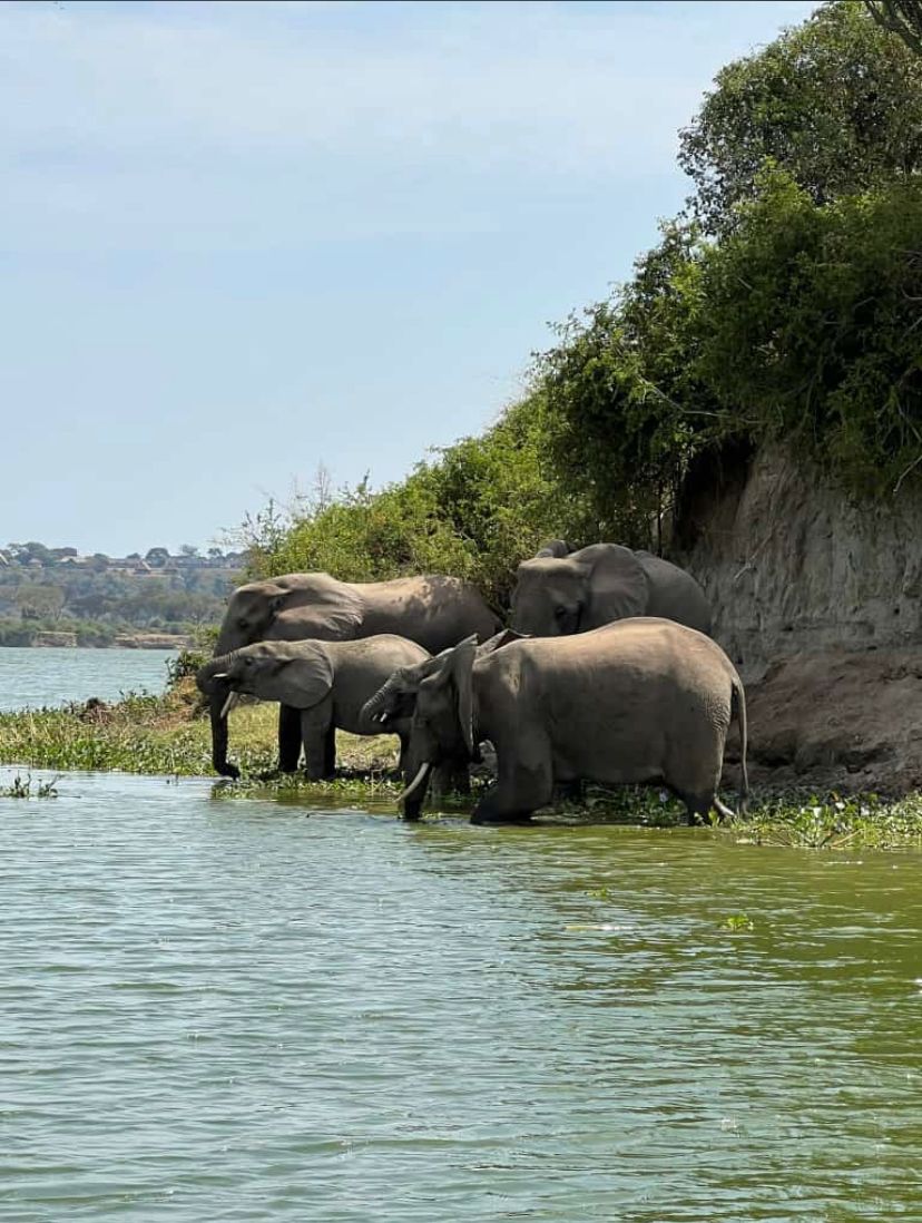 Read more about the article 4-Day Murchison Falls and Jinja Safari