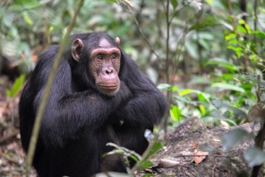 Read more about the article 12 Days Uganda and Rwanda Safari