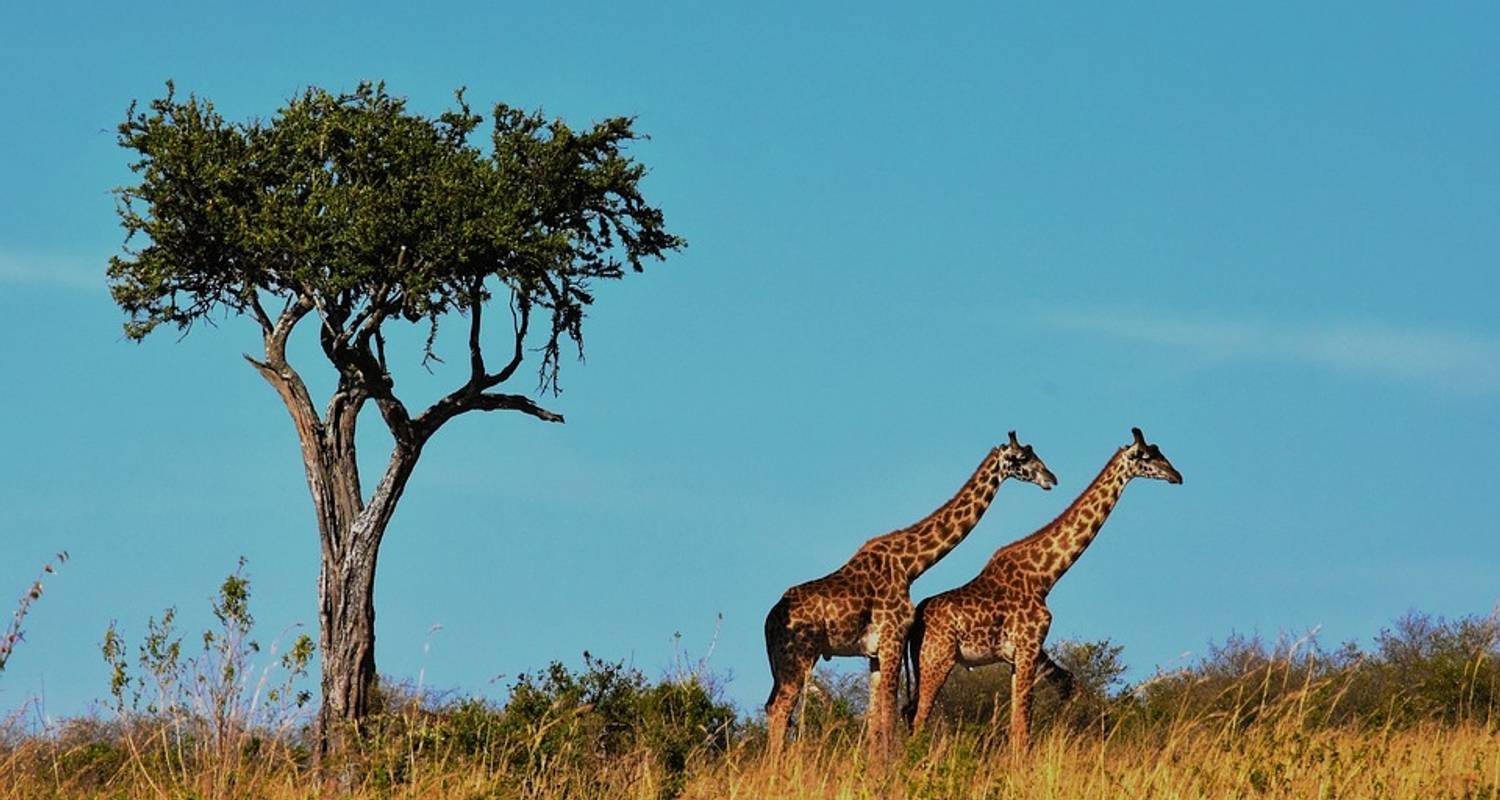 Read more about the article 5 Days Tanzania Budget Safari