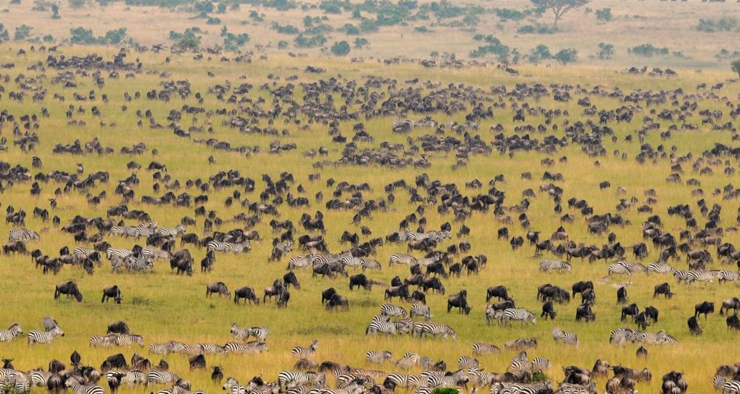 Read more about the article 5 Days Masai Mara and Amboseli Wildlife Tour