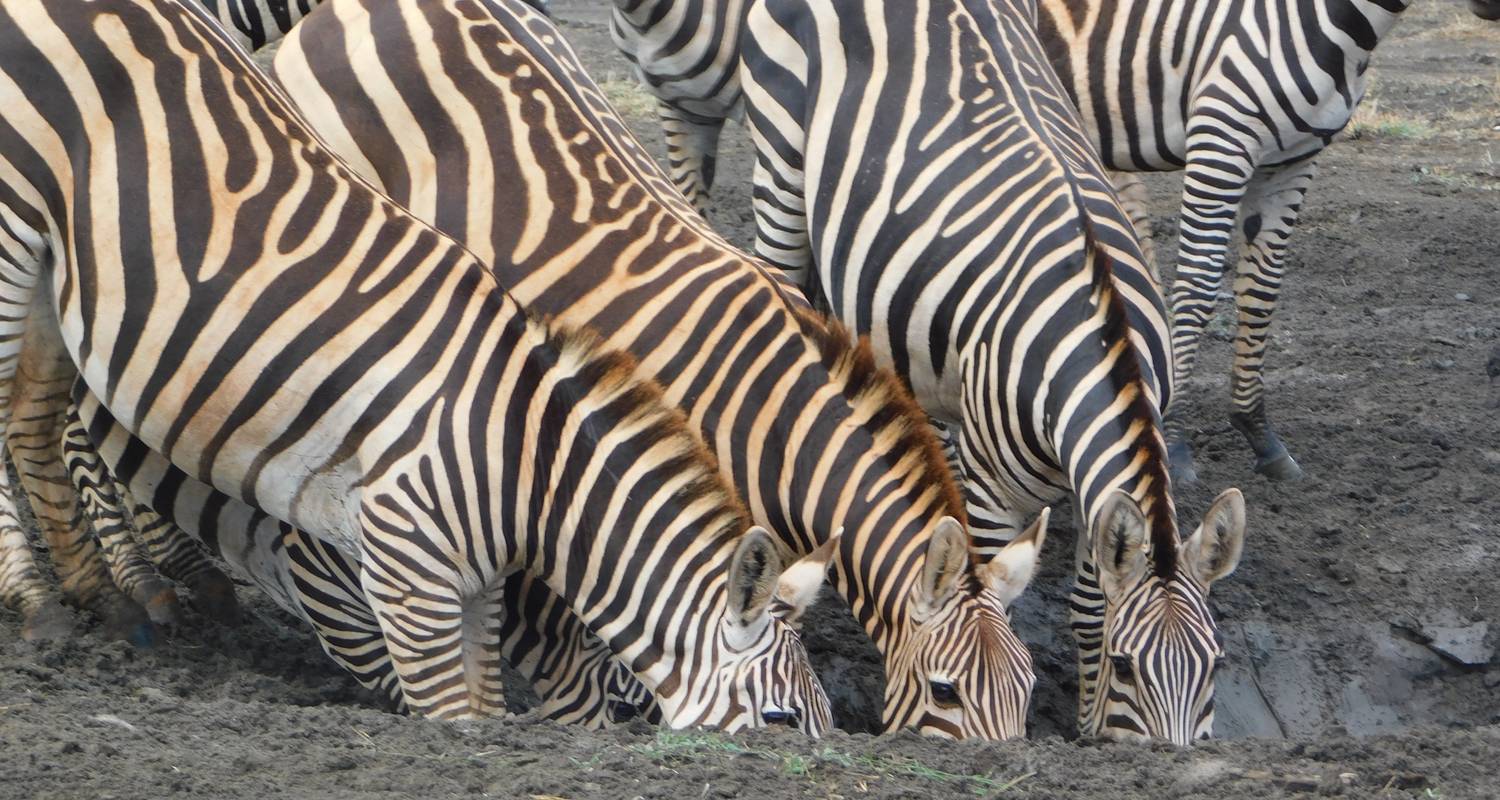 Read more about the article 7 Days Bigfive Safari in Kenya